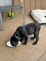 BLEUIE, a male Labrador Retriever for sale in Spokane, WA – 1 of 3