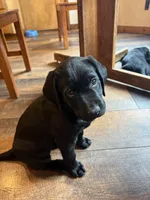 Willow, a female Labrador Retriever for sale in Spokane, WA – 3 of 5