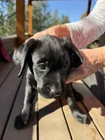 GOLDIE, a female Labrador Retriever for sale in Spokane, WA – 8 of 8