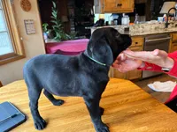 Willow, a female Labrador Retriever for sale in Spokane, WA – 4 of 5