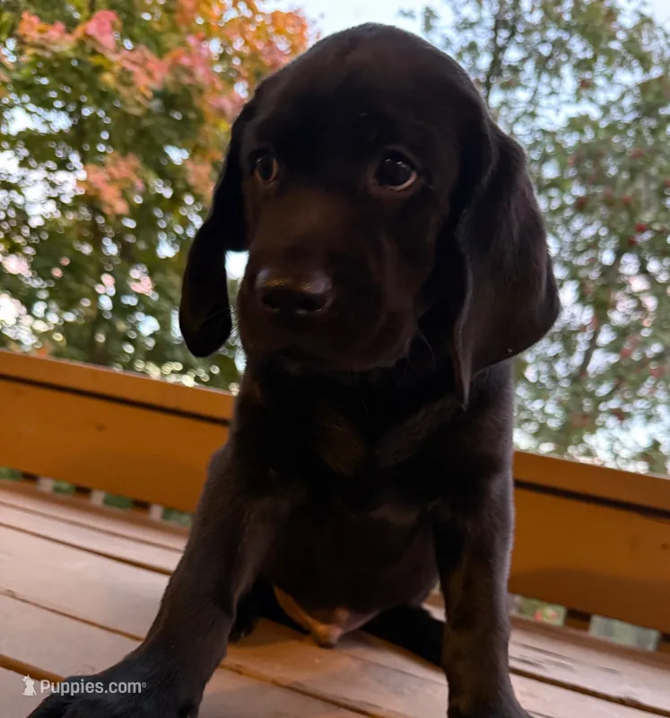 BLEUIE – Labrador Retriever puppy for sale in Spokane, WA