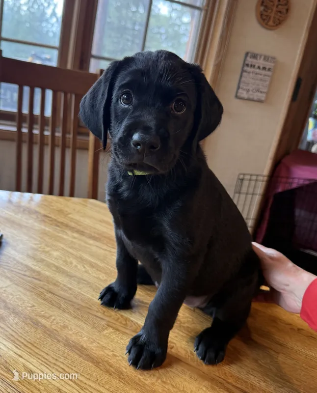 Willow – Labrador Retriever puppy for sale in Spokane, WA