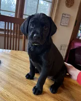 Willow, a female Labrador Retriever for sale in Spokane, WA – 1 of 5