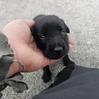 female #2, a female Dutch Shepherd for sale in West Fargo, ND – Photo 2 of 10