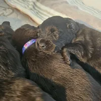 female #2, a female Dutch Shepherd for sale in West Fargo, ND – Photo 4 of 10