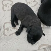 female #2, a female Dutch Shepherd for sale in West Fargo, ND – Photo 9 of 10