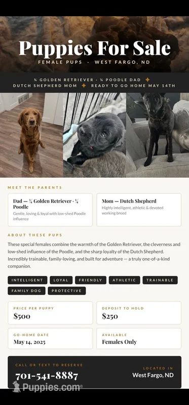 female #1 – Dutch Shepherd puppy for sale in West Fargo, ND