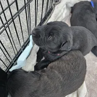 female #2, a female Dutch Shepherd for sale in West Fargo, ND – Photo 7 of 10