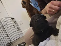 female #2, a female Dutch Shepherd for sale in West Fargo, ND – Photo 5 of 10