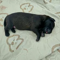 female #2, a female Dutch Shepherd for sale in West Fargo, ND – Photo 10 of 10