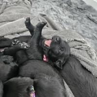 female #2, a female Dutch Shepherd for sale in West Fargo, ND – Photo 6 of 10