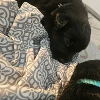 female #2, a female Dutch Shepherd for sale in West Fargo, ND – Photo 8 of 10