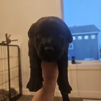 female #2, a female Dutch Shepherd for sale in West Fargo, ND – Photo 3 of 10