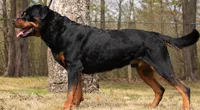 Raven, a female Rottweiler and American Pit Bull Terrier for sale in Decatur, TN – 6 of 6