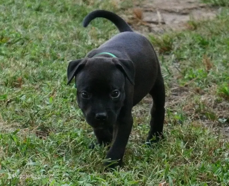 Drax – Rottweiler, American Pit Bull Terrier puppy for sale in Decatur, TN