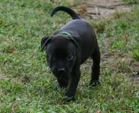 Drax, a male Rottweiler and American Pit Bull Terrier for sale in Decatur, TN – 1 of 5