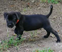 Orange Male, a male Rottweiler and American Pit Bull Terrier for sale in Decatur, TN – 2 of 4