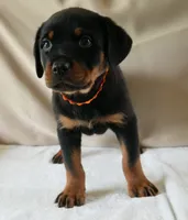 Melee, a female Rottweiler for sale in Decatur, TN – 4 of 5