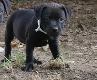 Raven, a female Rottweiler and American Pit Bull Terrier for sale in Decatur, TN – 4 of 6