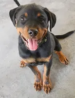 Black Male, a male Rottweiler for sale in Decatur, TN – 2 of 4