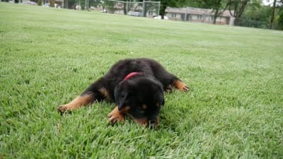 Kodiak, a male Rottweiler for sale in Decatur, TN – 6 of 6