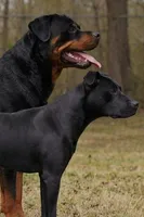 Orange Male, a male Rottweiler and American Pit Bull Terrier for sale in Decatur, TN – 4 of 4