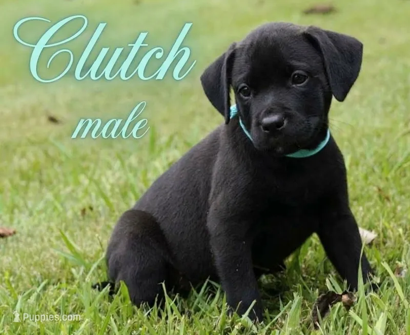 Clutch – Rottweiler, American Pit Bull Terrier puppy for sale in Decatur, TN