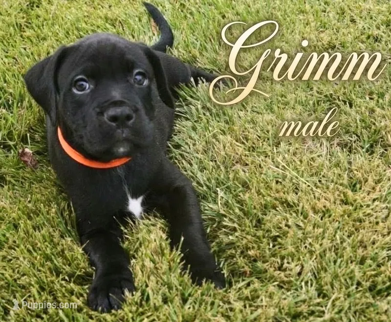 Grimm – Rottweiler, American Pit Bull Terrier puppy for sale in Decatur, TN