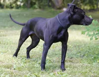 Mafia, a female American Pit Bull Terrier for sale in Decatur, TN – 2 of 2