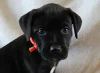 Orange Male, a male Rottweiler and American Pit Bull Terrier for sale in Decatur, TN – 1 of 4