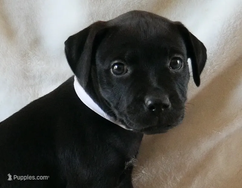 Raven – Rottweiler, American Pit Bull Terrier puppy for sale in Decatur, TN