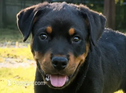 Camo Collar – Rottweiler puppy for sale in Decatur, TN