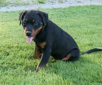 Vex, a male Rottweiler for sale in Decatur, TN – 2 of 3