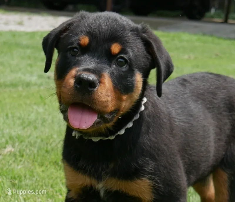 Royal  – Rottweiler puppy for sale in Decatur, TN