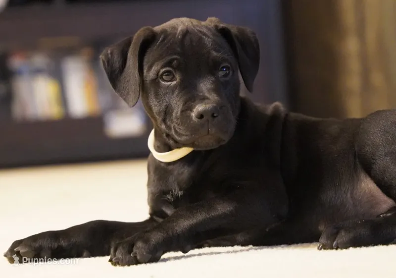 Raven – Rottweiler, American Pit Bull Terrier puppy for sale in Decatur, TN