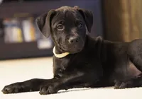 Raven, a female Rottweiler and American Pit Bull Terrier for sale in Decatur, TN – 1 of 3