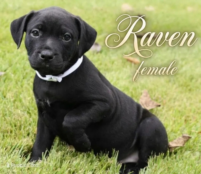 Raven – Rottweiler, American Pit Bull Terrier puppy for sale in Decatur, TN