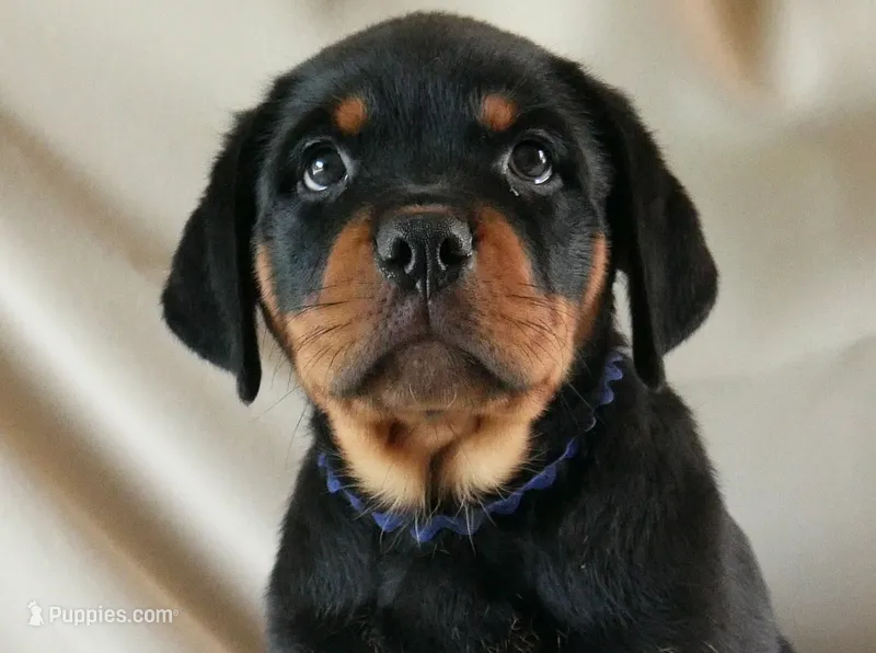 Quantum  – Rottweiler puppy for sale in Decatur, TN