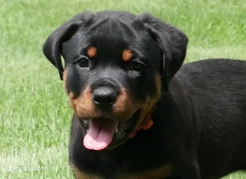 Melee – Rottweiler puppy for sale in Decatur, TN