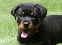 Melee, a female Rottweiler for sale in Decatur, TN – 1 of 5