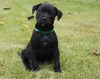 Green Collar, a male Rottweiler and American Pit Bull Terrier for sale in Decatur, TN – 3 of 5