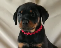 Velocity , a female Rottweiler for sale in Decatur, TN – 1 of 4