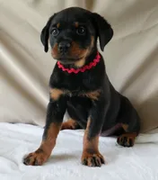 Velocity , a female Rottweiler for sale in Decatur, TN – 2 of 4