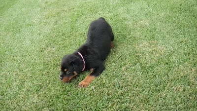 Phoenix, a female Rottweiler for sale in Decatur, TN – 4 of 4