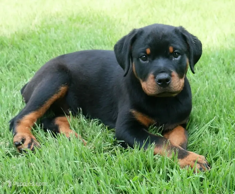 Velocity  – Rottweiler puppy for sale in Decatur, TN