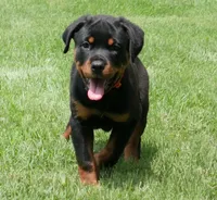 Melee, a female Rottweiler for sale in Decatur, TN – 2 of 5