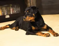 Camo Collar , a male Rottweiler for sale in Decatur, TN – 2 of 4