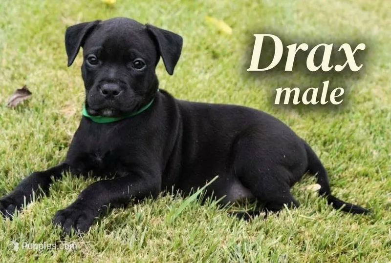 Drax – Rottweiler, American Pit Bull Terrier puppy for sale in Decatur, TN