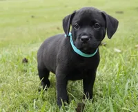 Clutch, a male Rottweiler and American Pit Bull Terrier for sale in Decatur, TN – 3 of 5