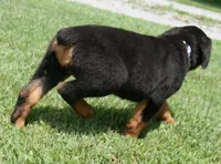 Royal , a female Rottweiler for sale in Decatur, TN – 3 of 5